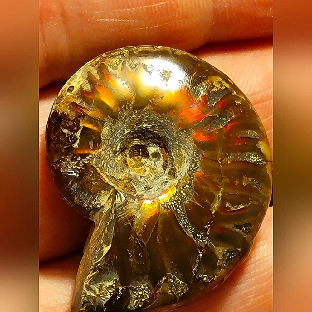 Large Full Specimen Ammolite Flashy
